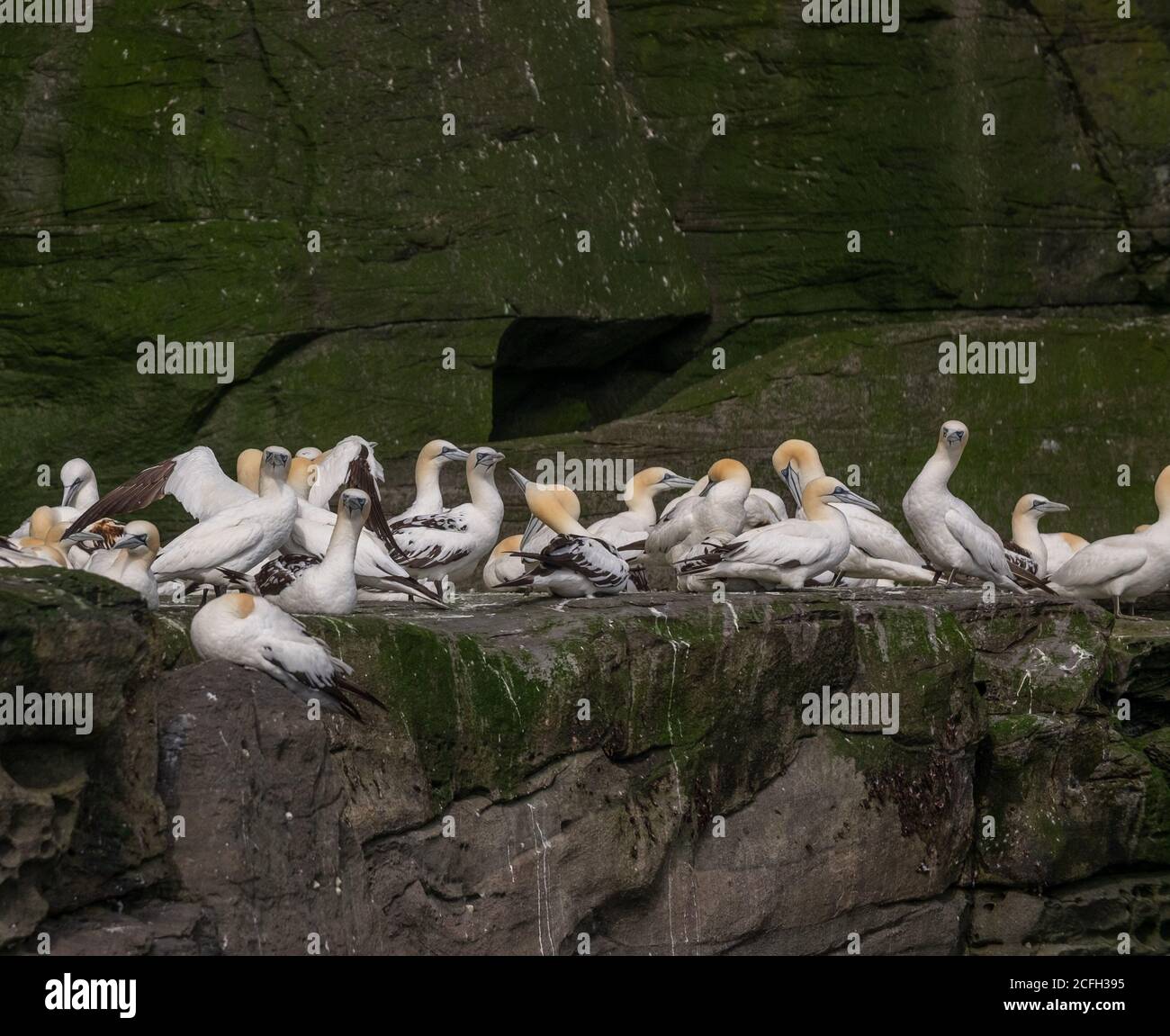 Le Isole Shetland Foto Stock