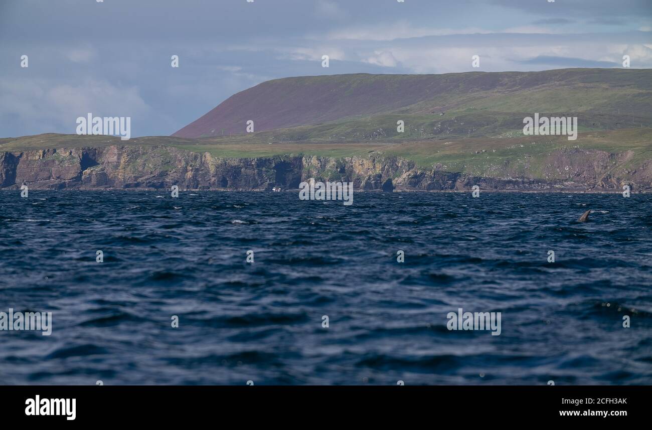 Le Isole Shetland Foto Stock