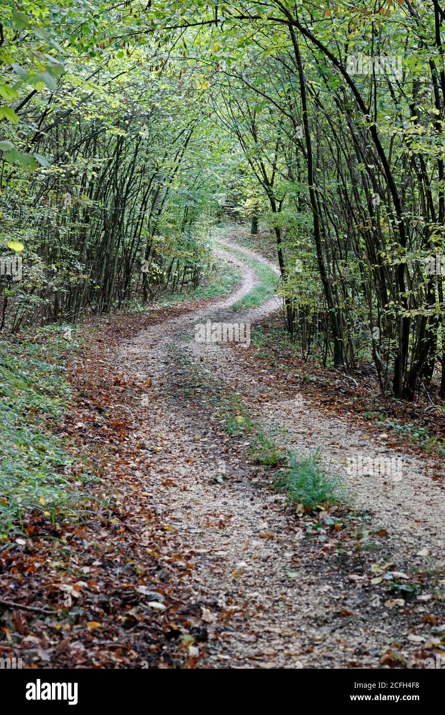 Una passeggiata attraverso la foresta nel periodo autunnale Foto Stock