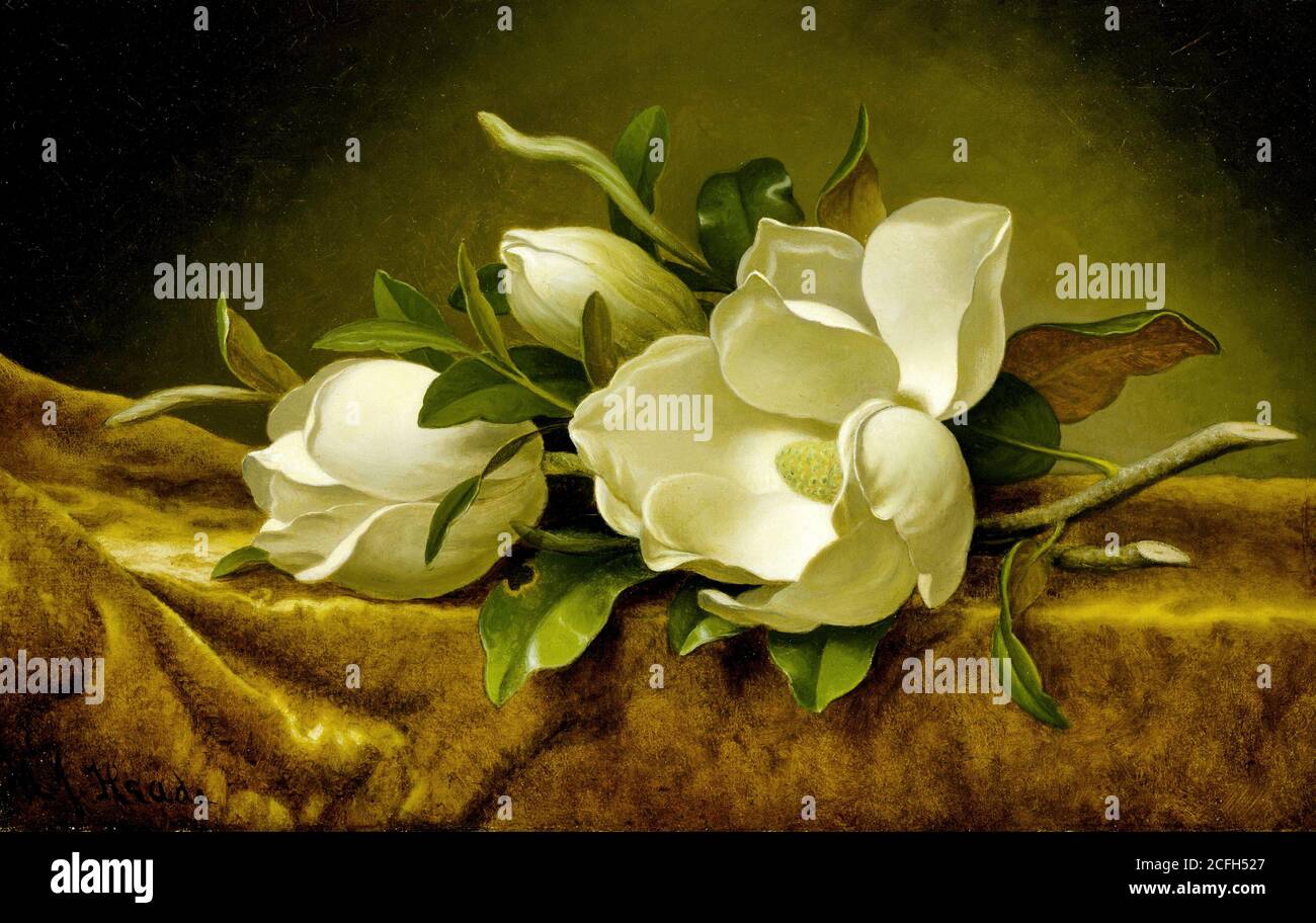 Martin Johnson Heade, Magnolias su tela vellutata d'oro. Circa 1888, Oil on Canvas, Museum of fine Arts, Houston, USA Foto Stock