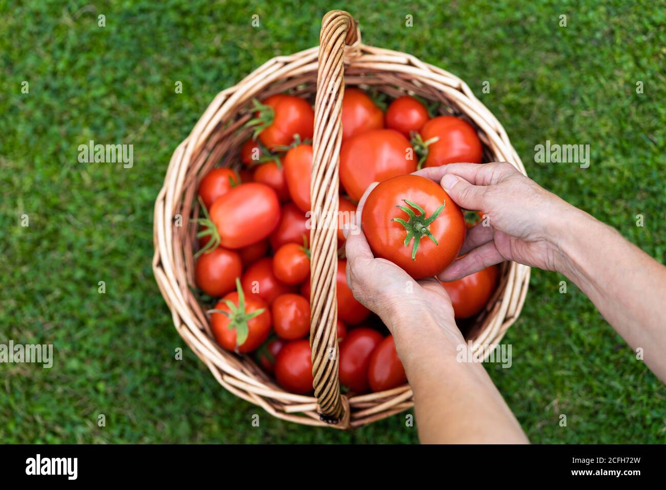 Vista dall'alto delle mani dei contadini che tengono pomodori maturi raccolti, cestino con pomodori appena raccolti su erba verde. Giardinaggio e agricoltura. Foto Stock
