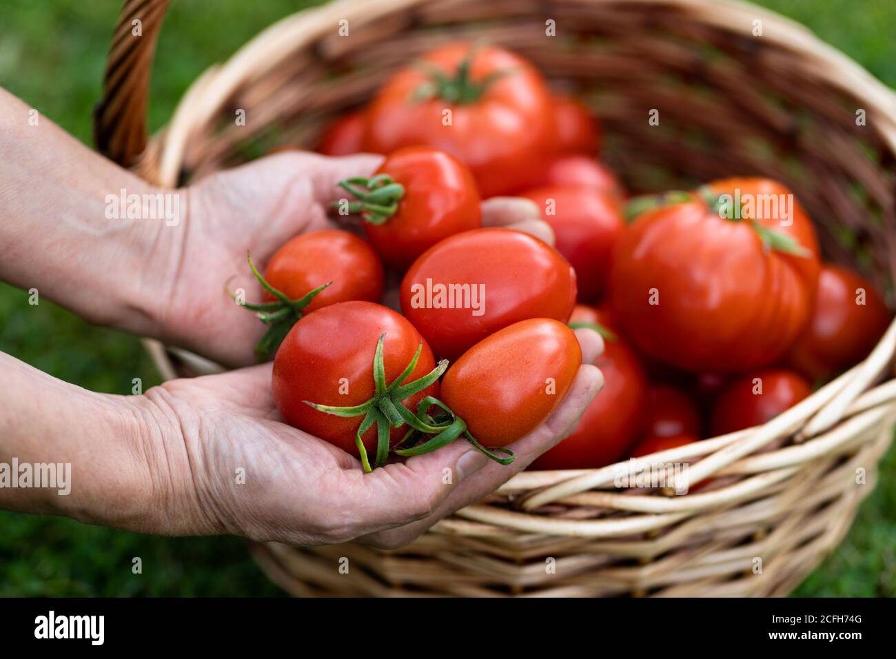 Donna contadina mani che tengono pomodori raccolti, cesto di pomodori appena raccolti su erba verde. Foto Stock