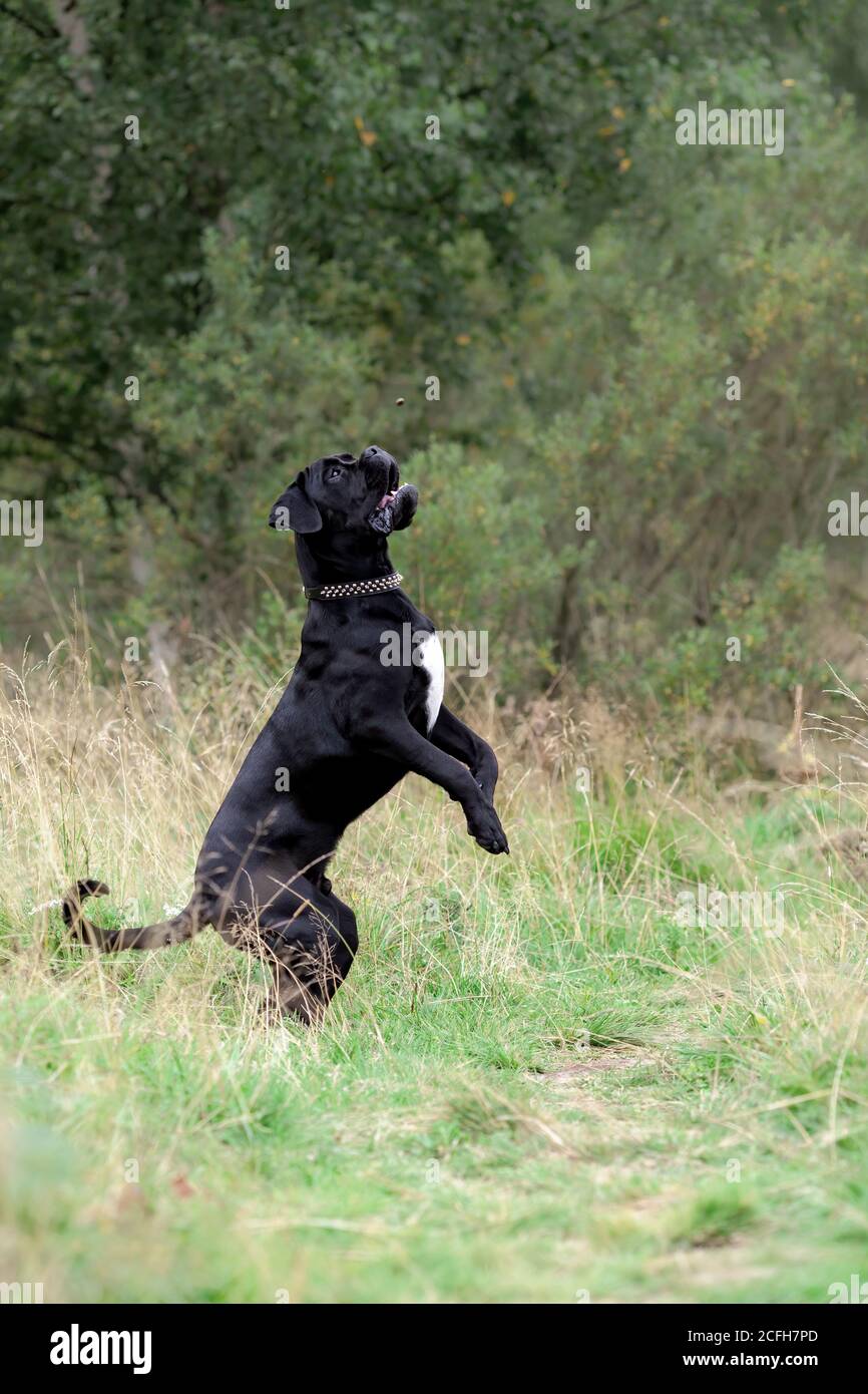 Big black cane corso attivo cane che gioca e salta a. natura Foto Stock
