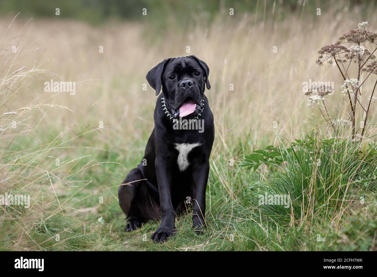 Ritratto di seduto nero grande cane in natura. Cane corse razza cucciolo all'aperto. Foto Stock