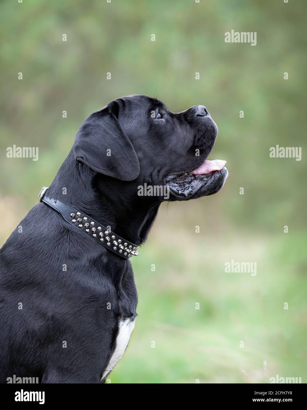 Ritratto di giovane cane nero di canna corso seduto alla natura. Foto Stock
