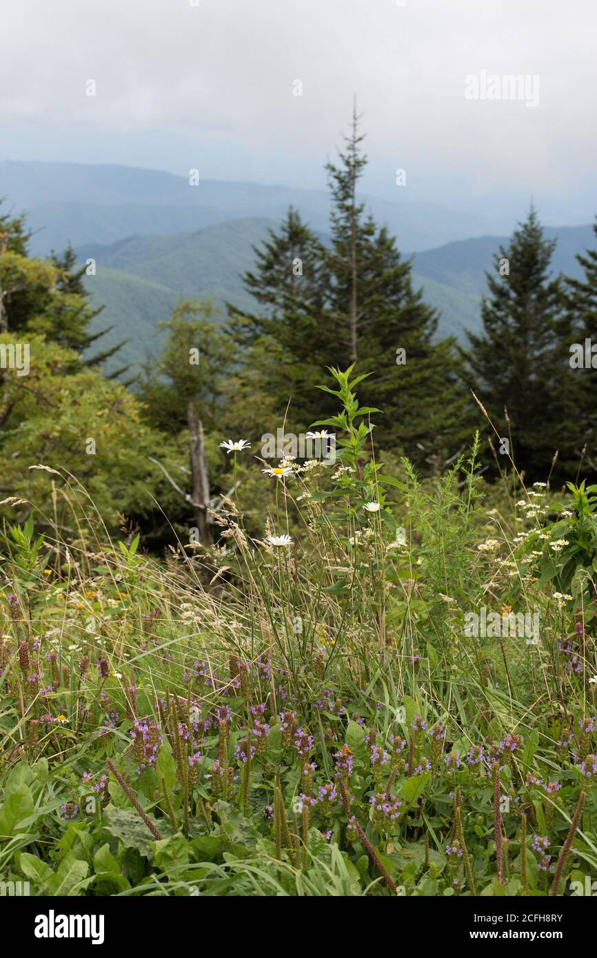 Fiori selvatici che crescono al Great Smoky Mountains National Park negli Stati Uniti. Foto Stock