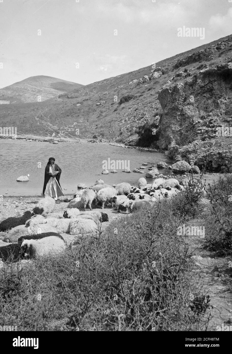 Pastore con pecora in Medio Oriente ca. 1900 Foto Stock