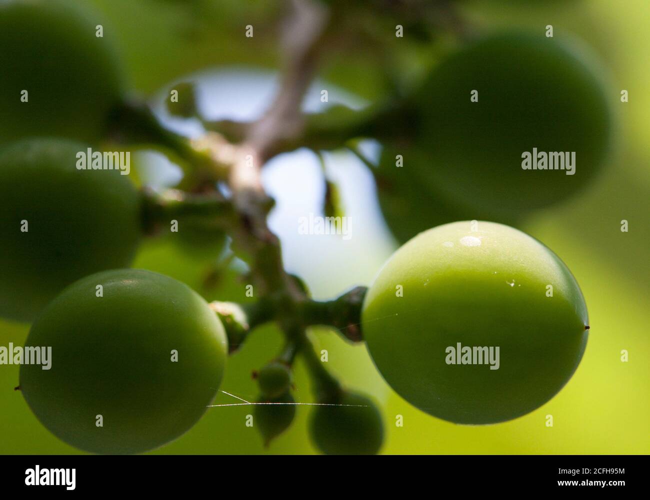 Uve immature: Un grappolo di uve verdi maturate con un filo di ragno tra due frutti. Foto Stock