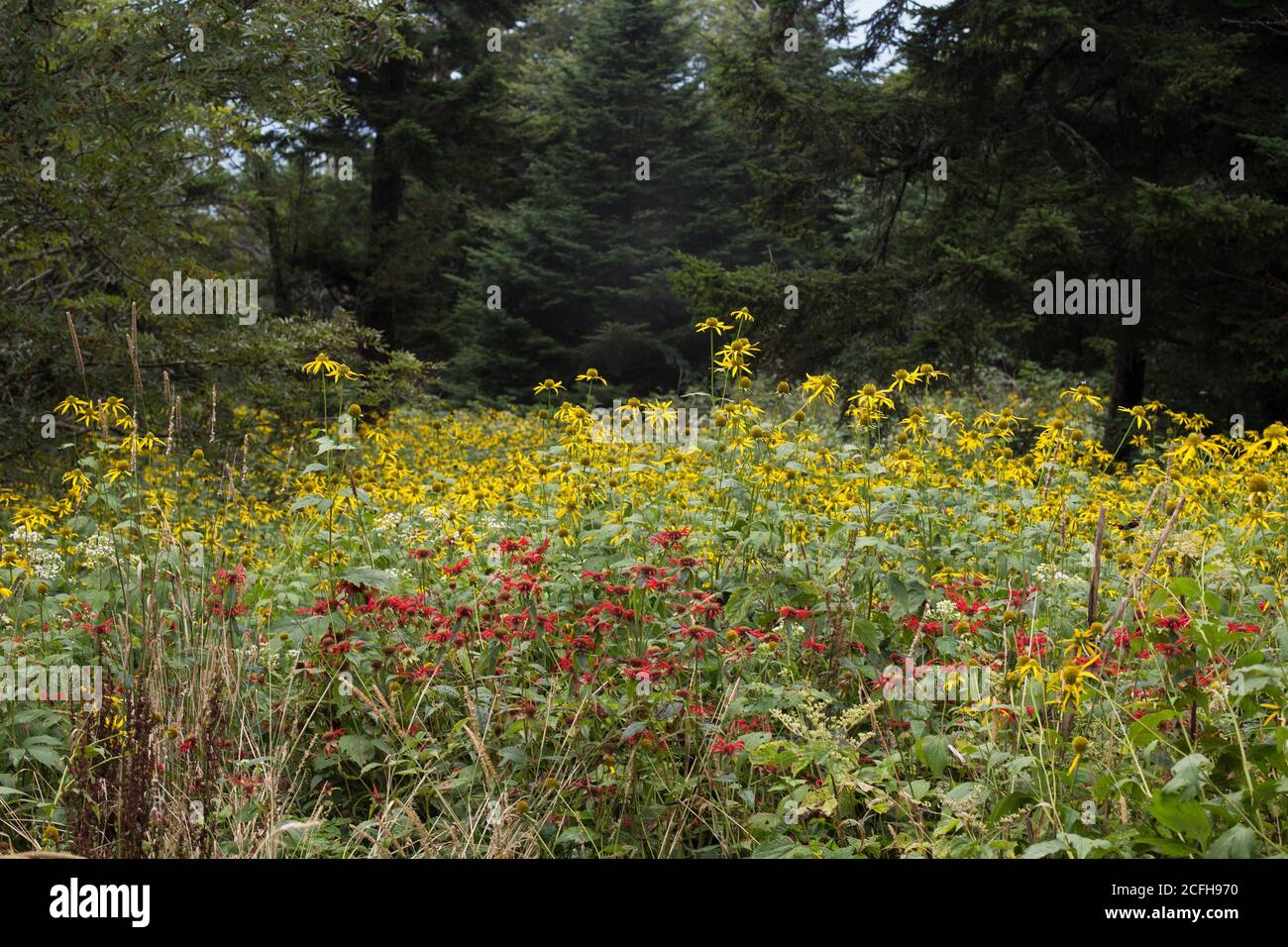 Fiori selvatici che crescono al Great Smoky Mountains National Park negli Stati Uniti. Foto Stock