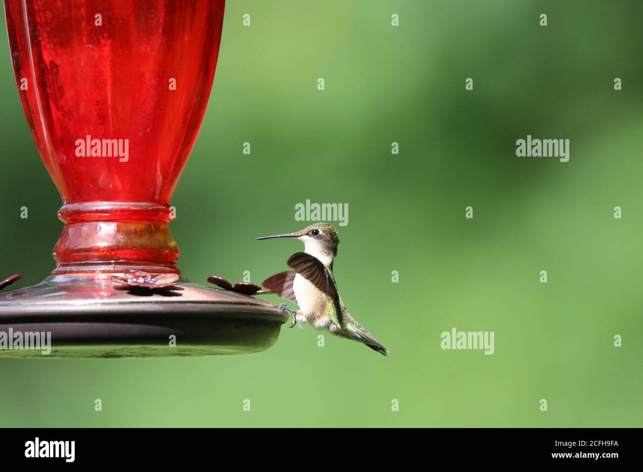 Ruby colubris di Hummingbird Archilochus che pende su un alimentatore dalle sue dita Foto Stock