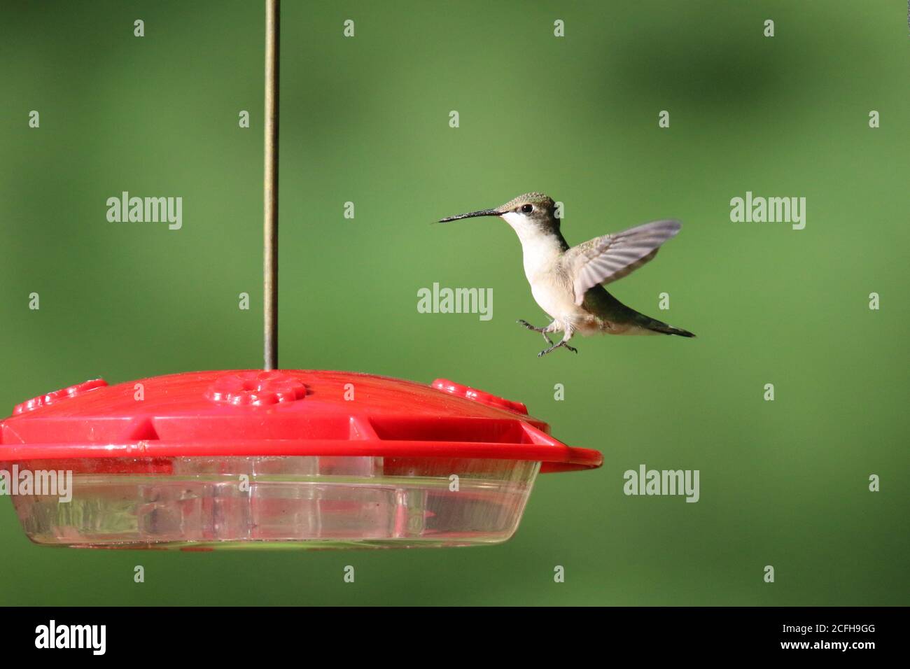 Ruby colubris di Hummingbird Archilochus che vola in per nutrire a. un alimentatore di uccelli in estate Foto Stock