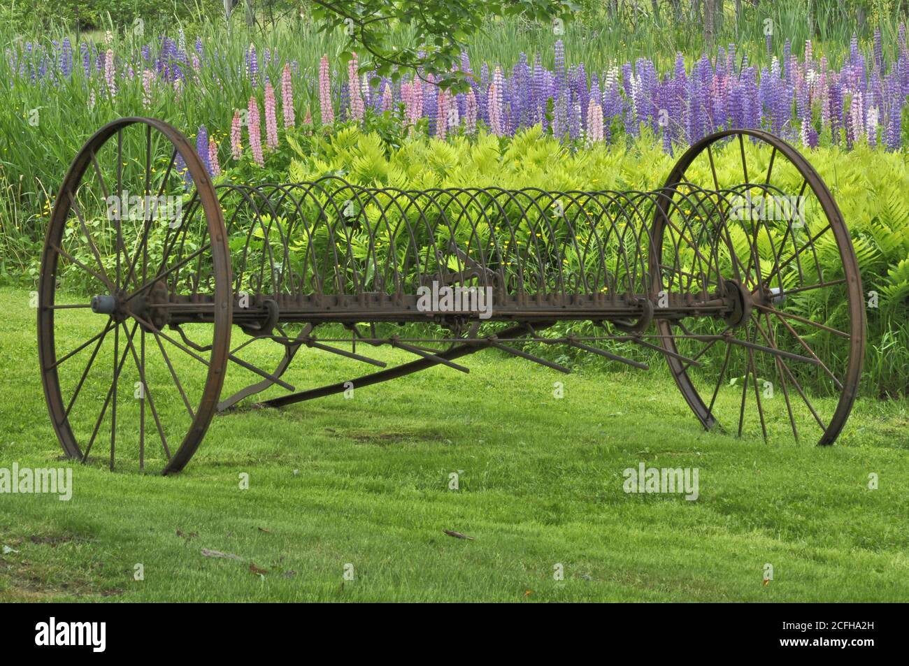 Aratro antico o vendemmiatore del contadino e campo colorato di Lupin in fiore d'estate nella campagna del New Hampshire. Foto Stock