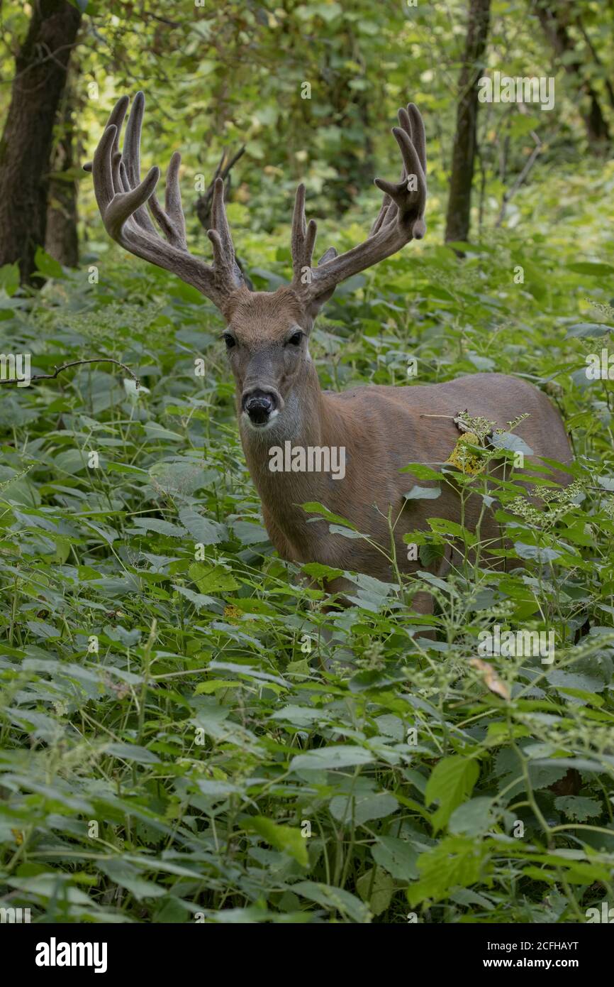 Cervi dalla coda bianca (Odocoileus virginianus), buck in velluto con grande rack Foto Stock