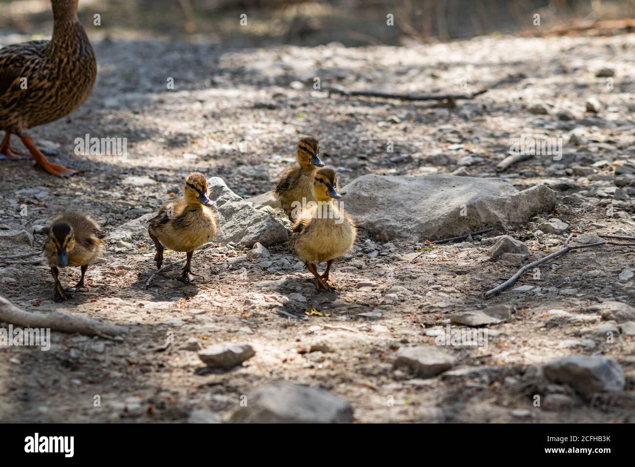 Baby Mallard anatre, camminando intorno mentre mamma guarda vicino. Foto Stock