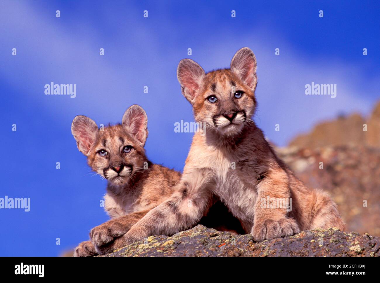 Mountain Lion Cubs, Montana, Stati Uniti Foto Stock