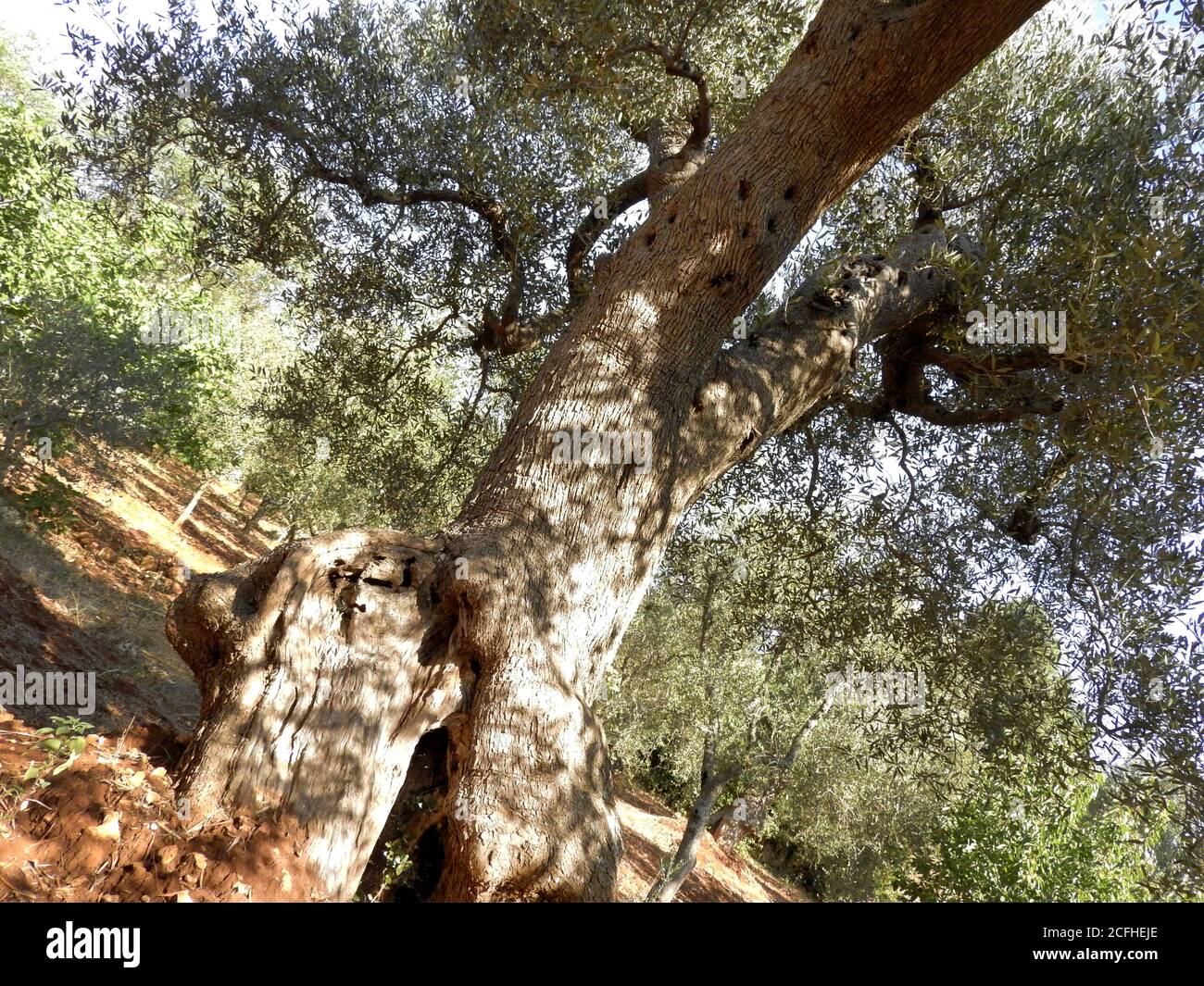 Vista dal basso di rami di ulivi centenari nel Salento Italia Foto Stock