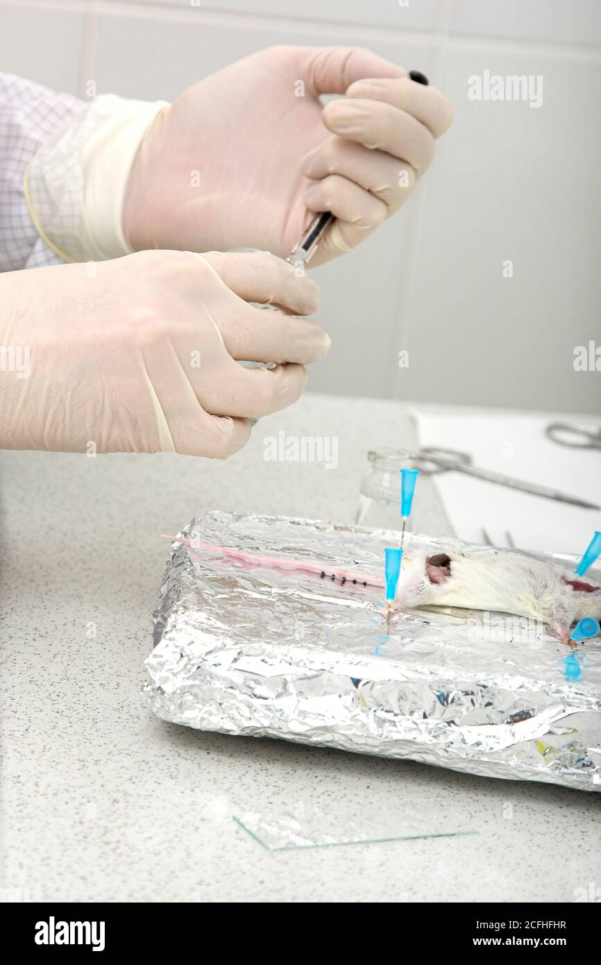 moderno laboratorio di ricerca per la medicina veterinaria Foto Stock