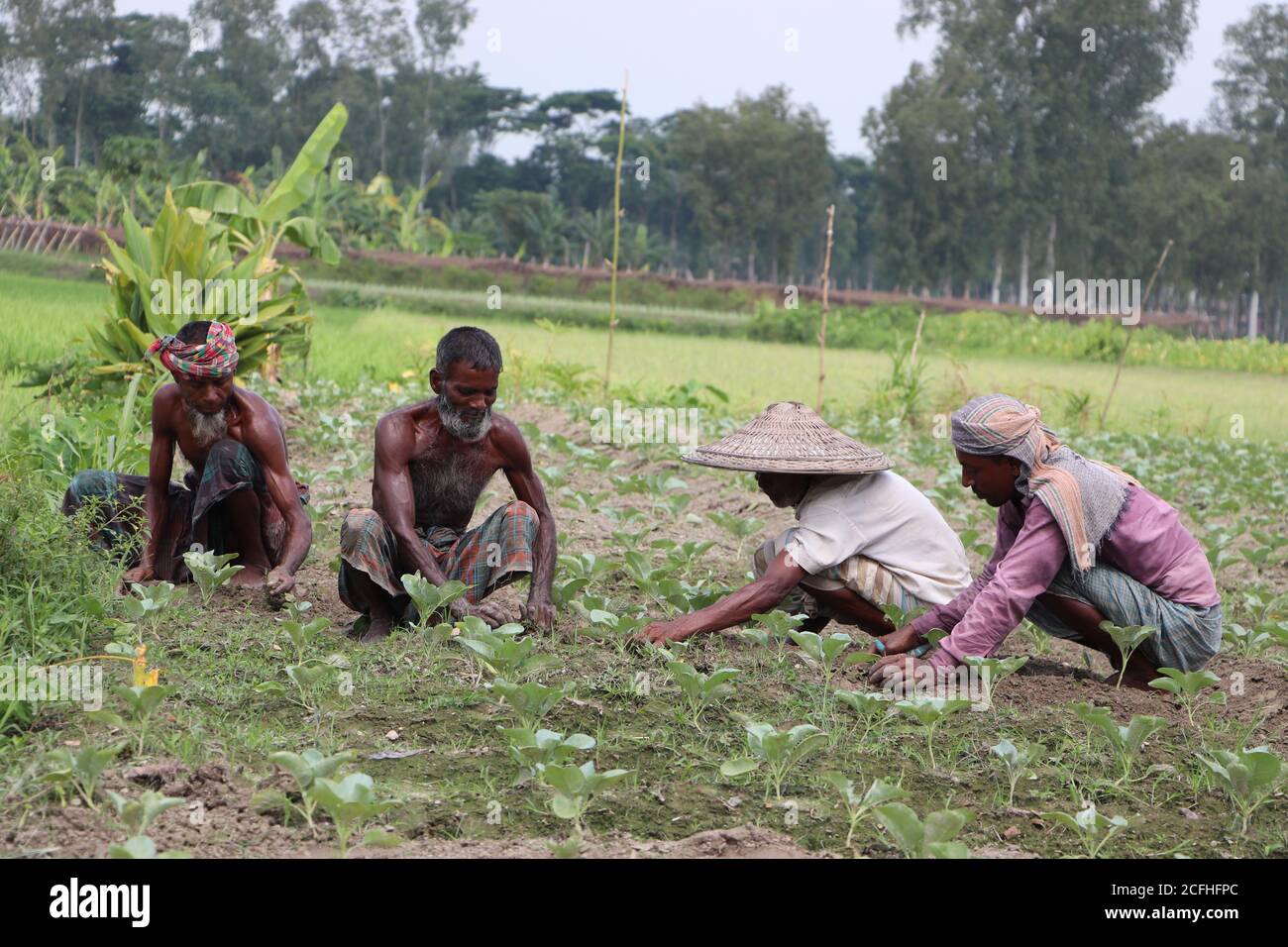 Un gruppo di lavoratori asiatici che lavorano (svezzando) in una giornata di sole in un campo agricolo. Agricoltori che lavorano insieme sul campo Foto Stock