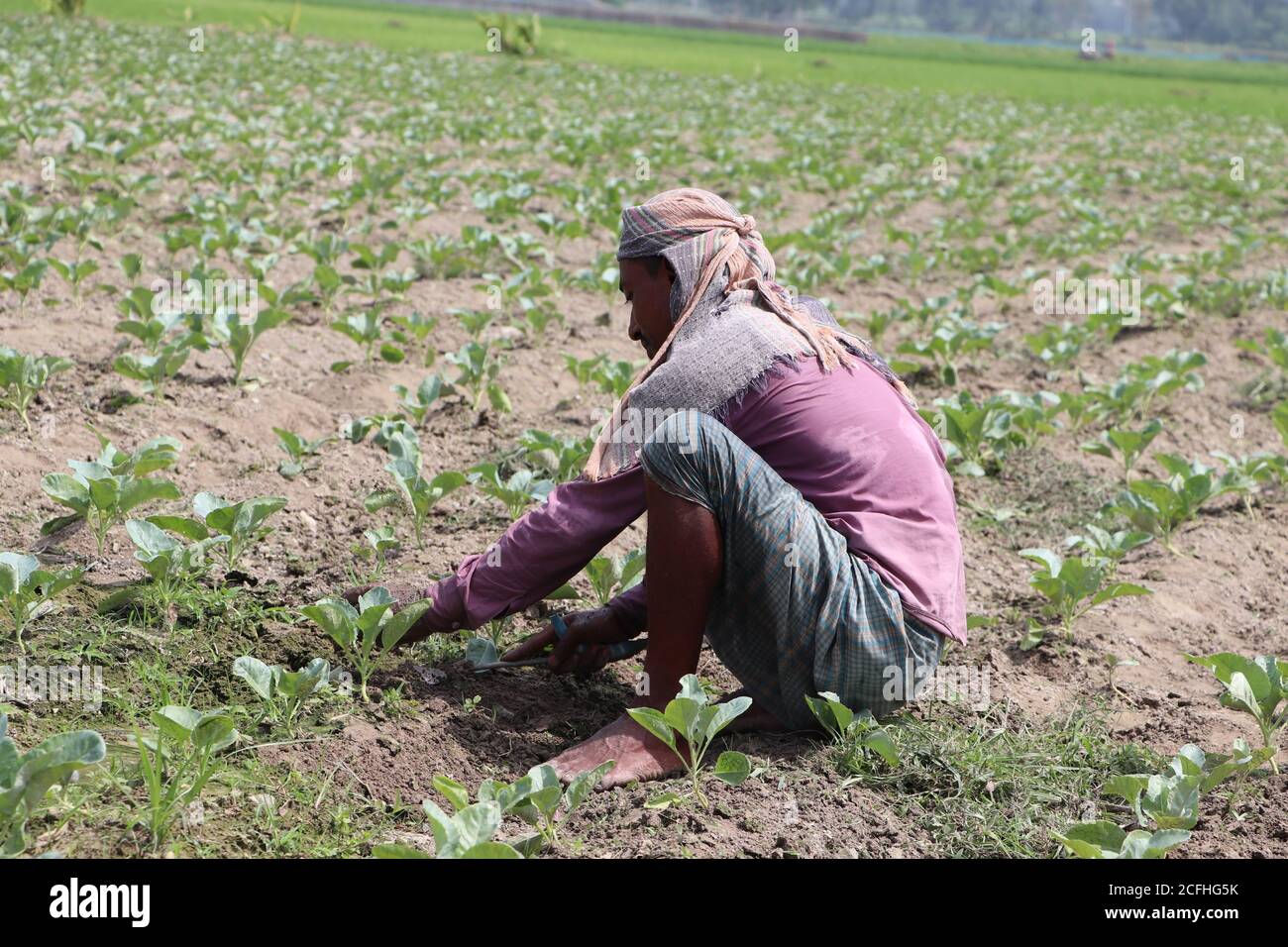 Contadino asiatico che lavora, pulendo le erbacce, su un campo vegetale del Bangladesh Foto Stock