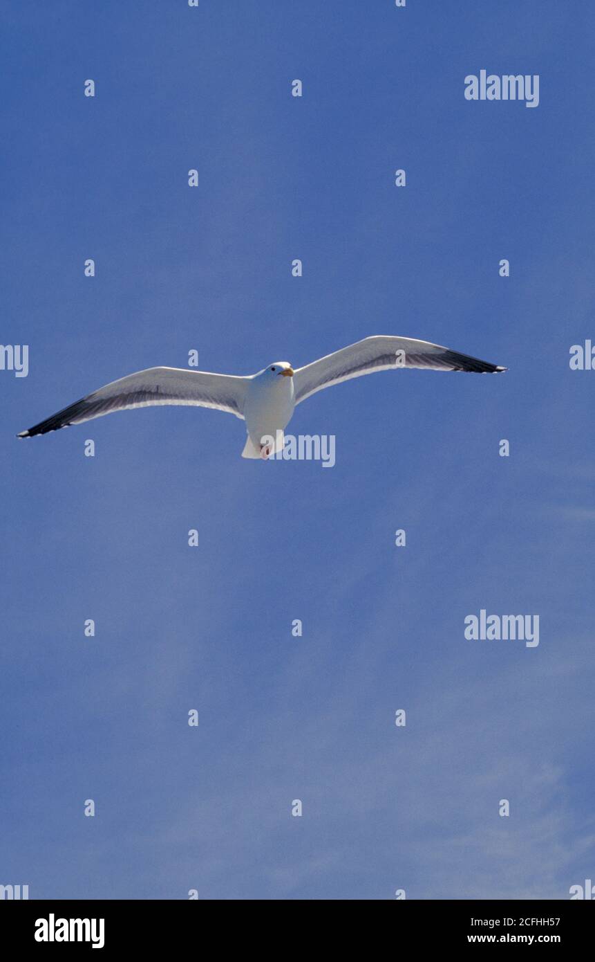 California Gull, Larus californi in volo sotto il cielo blu Foto Stock