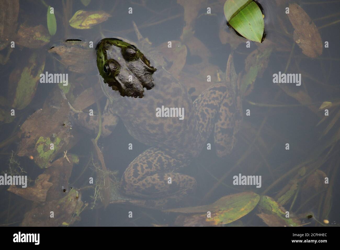 Grande americano Bullfrog mezzo sommerso in uno stagno Foto Stock