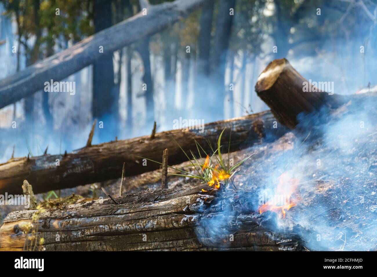 Dopo pioggia il disastro di fuoco di foresta è bruciato causato dagli esseri umani Foto Stock