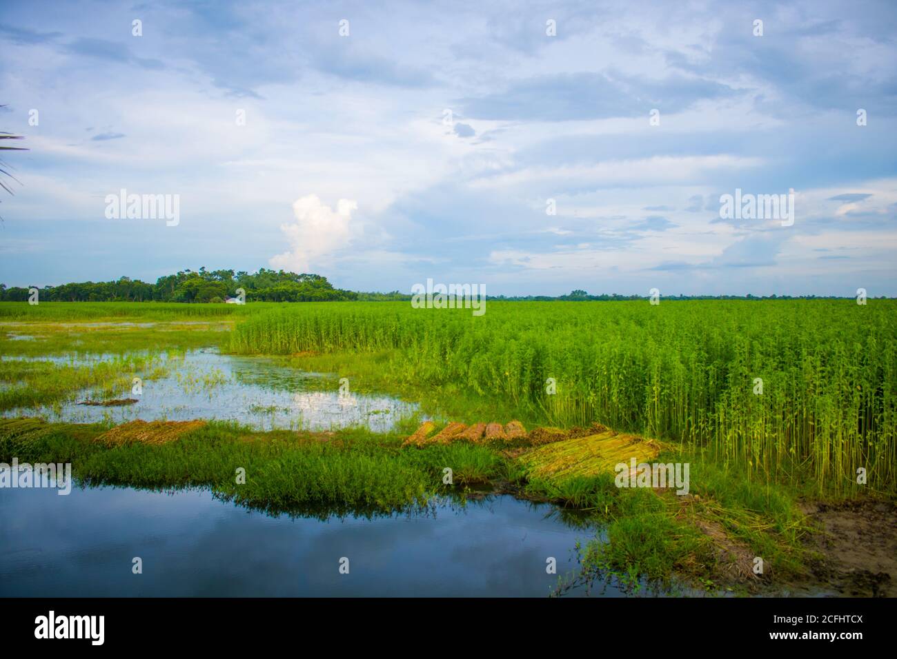 Una bella immagine del paesaggio naturale dei campi del villaggio del Bengala. C'è un gregge di anatre in piedi in una linea nello stagno. Dove il cielo è uno wi Foto Stock