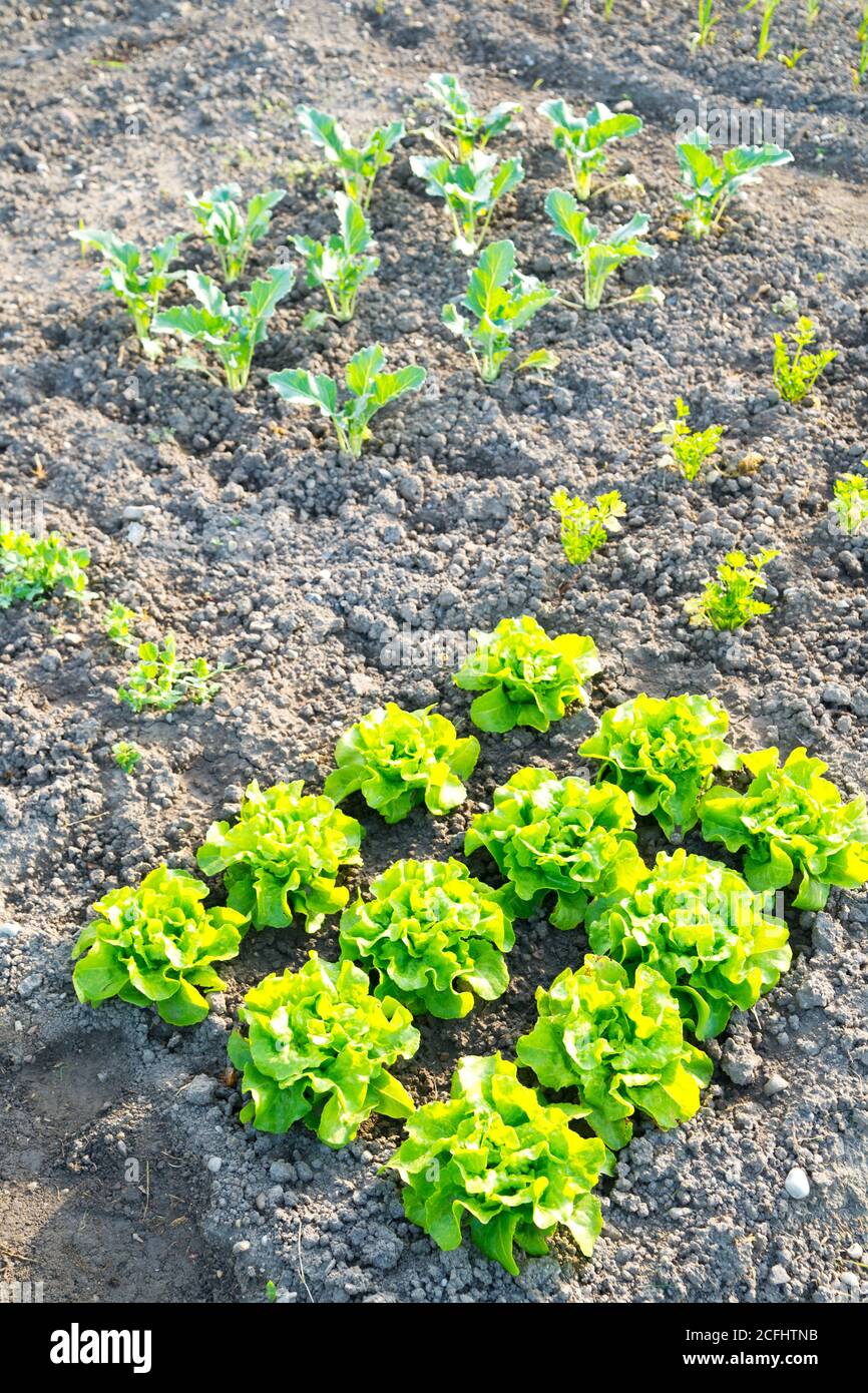 Fresco giovane lattuga verde piante su un giardino di verdure soleggiato patch. Vitamine sano biologico Foto Stock