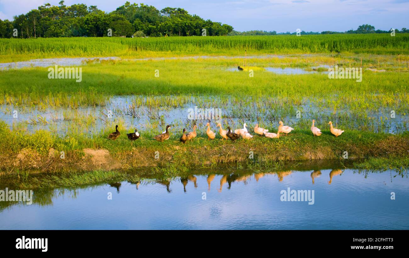 Una bella immagine della natura del Bengala. Qui le anatre giocano nell'acqua dello stagno. Foto Stock