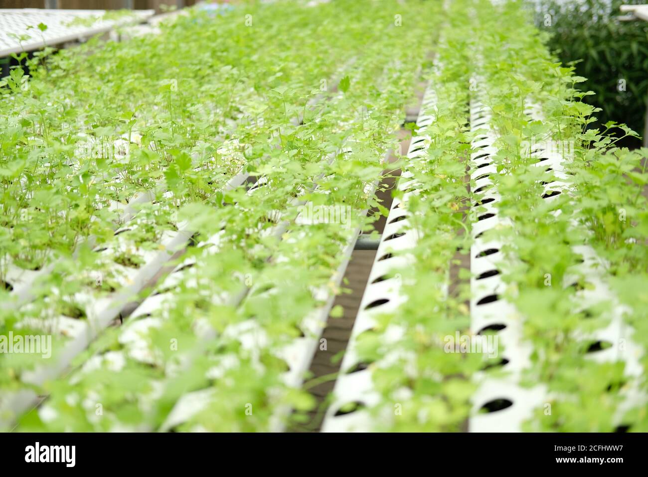 sedano vegetale che cresce in vivaio di piante in azienda agricola di hydroponics. cibo & agricoltura industria Foto Stock