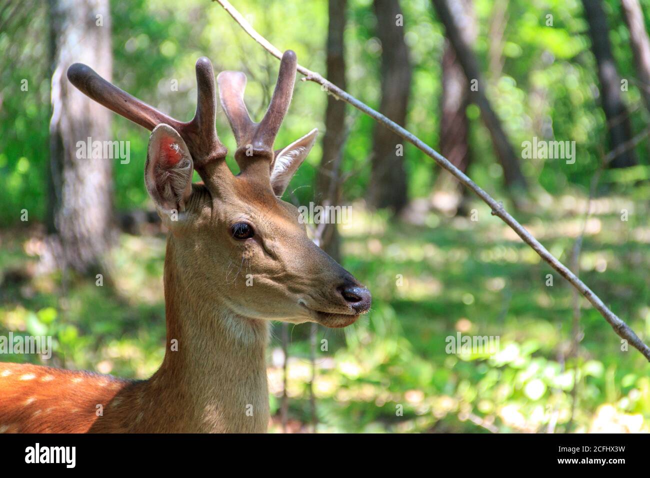 Cervo sika giovane (Cervus nippon) nella foresta di primavera. Foto Stock