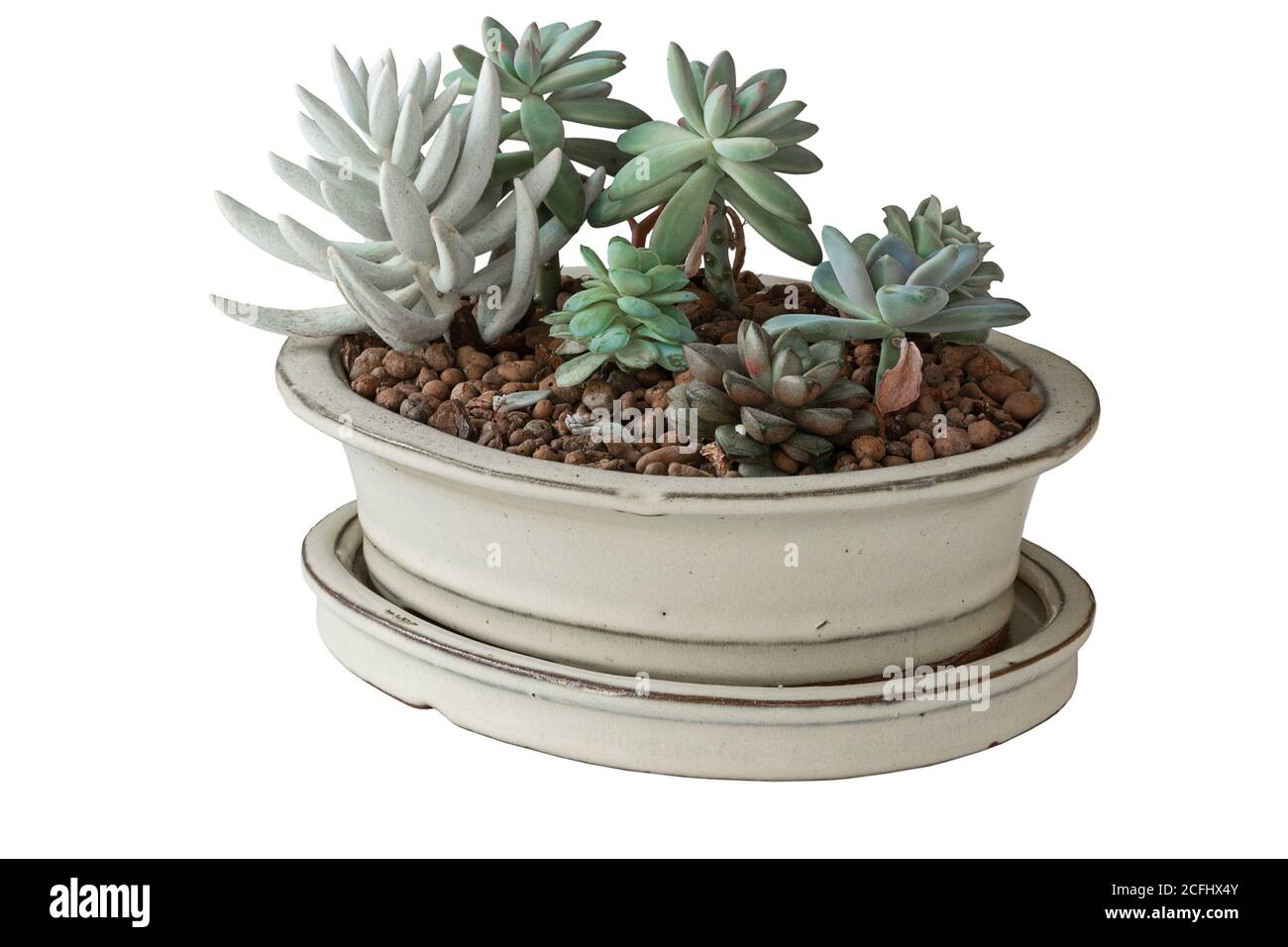 disposizione di succulenti in pentola di ceramica, isolamento su sfondo bianco Foto Stock