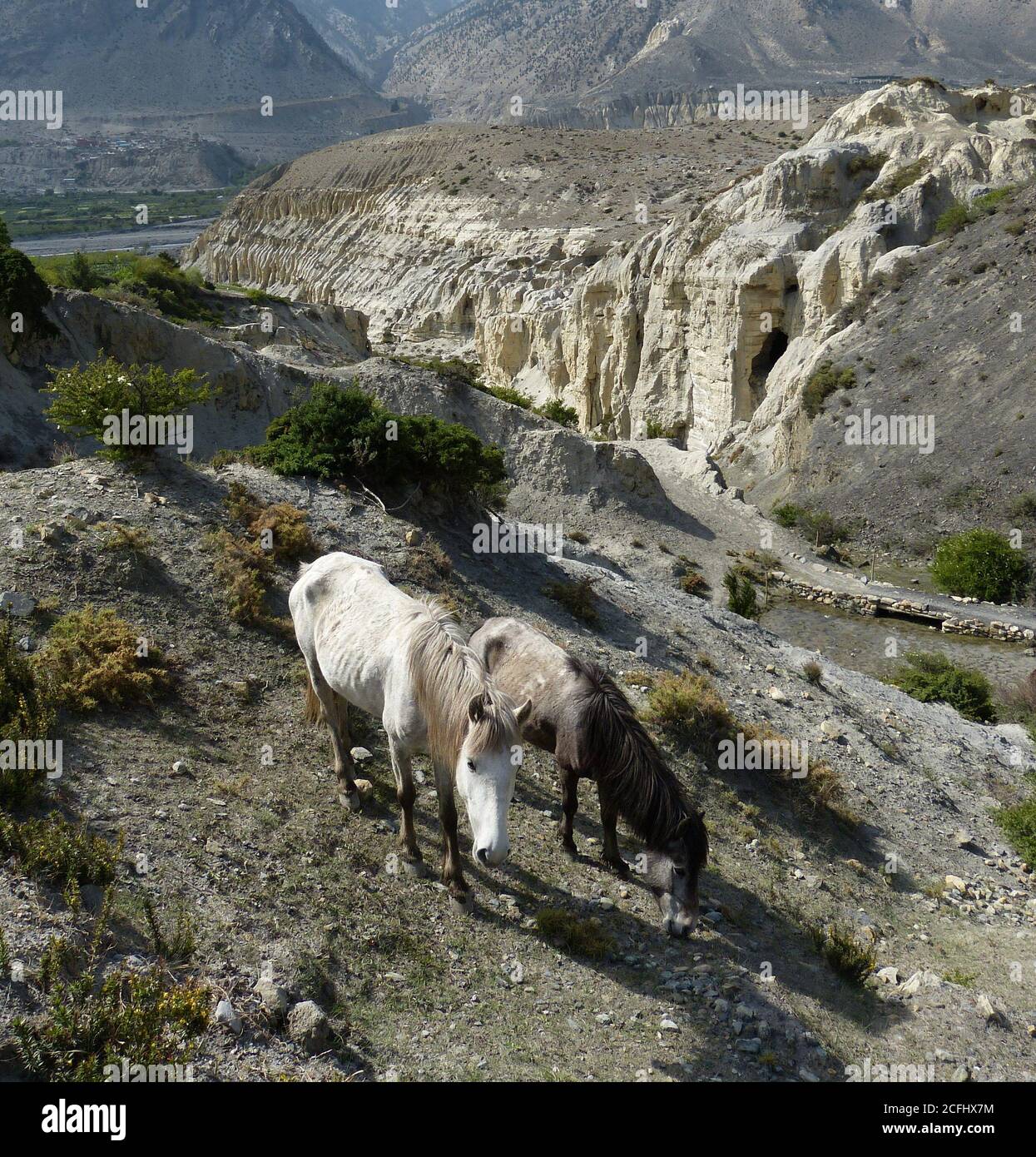 Cavalli tibetani che pascolano nelle montagne dell'Himalaya, distretto di Mustang, Nepal. Foto Stock