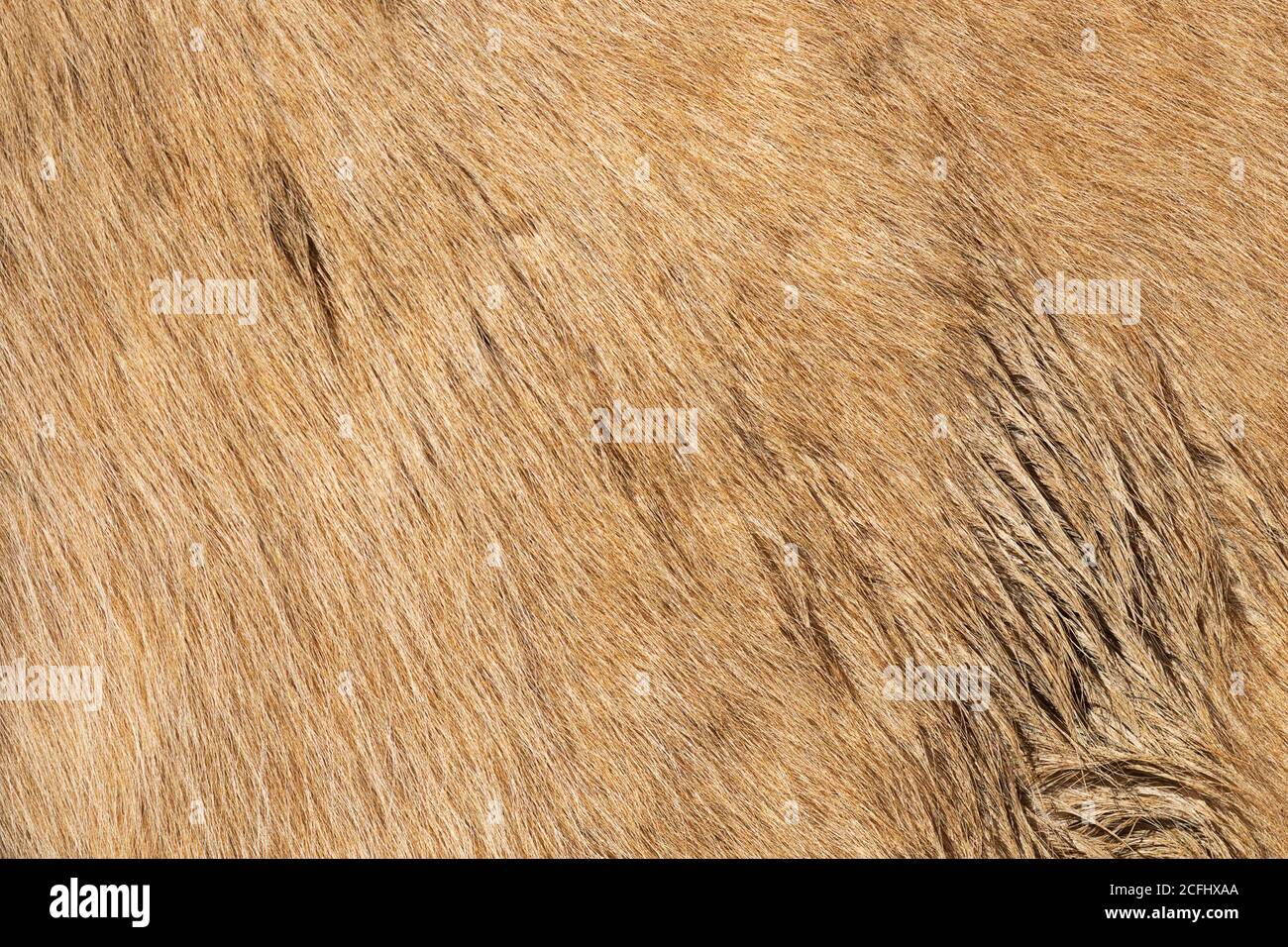 texture beige di pelt cavallo per il vostro disegno, immagine presa su un animale di fattoria Foto Stock