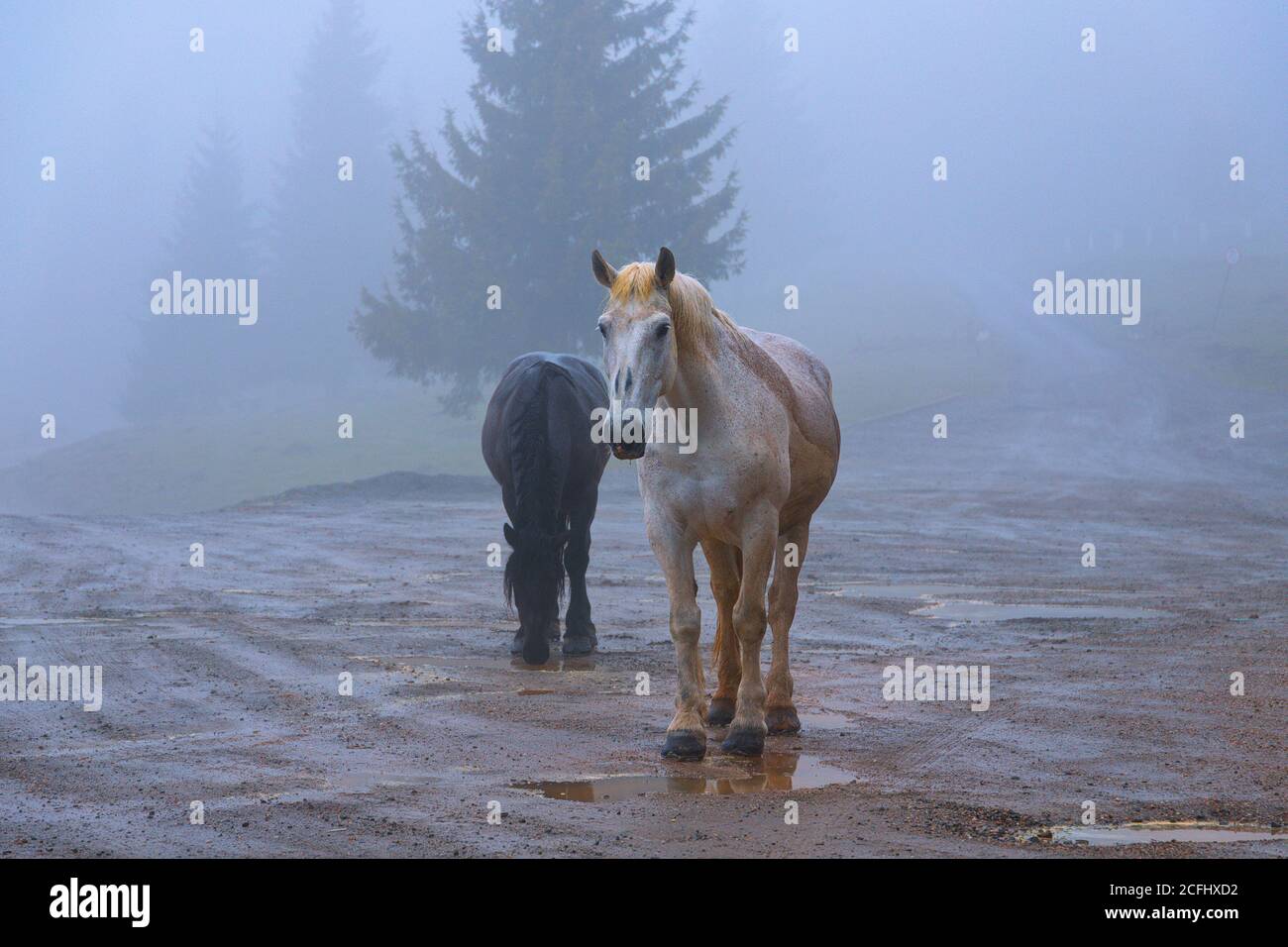 Cavalli ferici nei monti Afuseni; gli animali vengono talvolta in villaggi, ma prosperano vivendo in natura Foto Stock