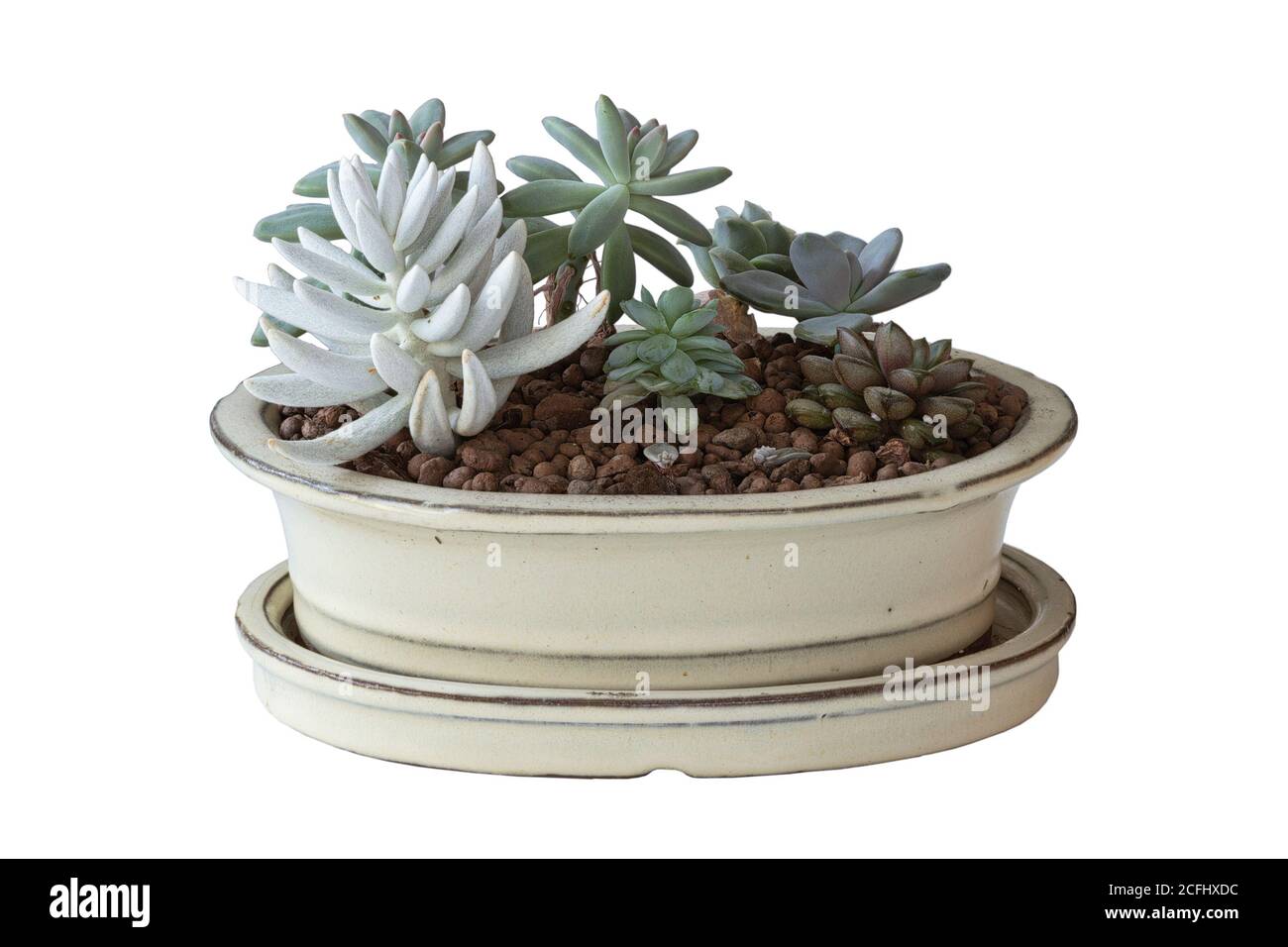 ciotola bianca con disposizione dei succulenti isolata su sfondo bianco, piante interne Foto Stock