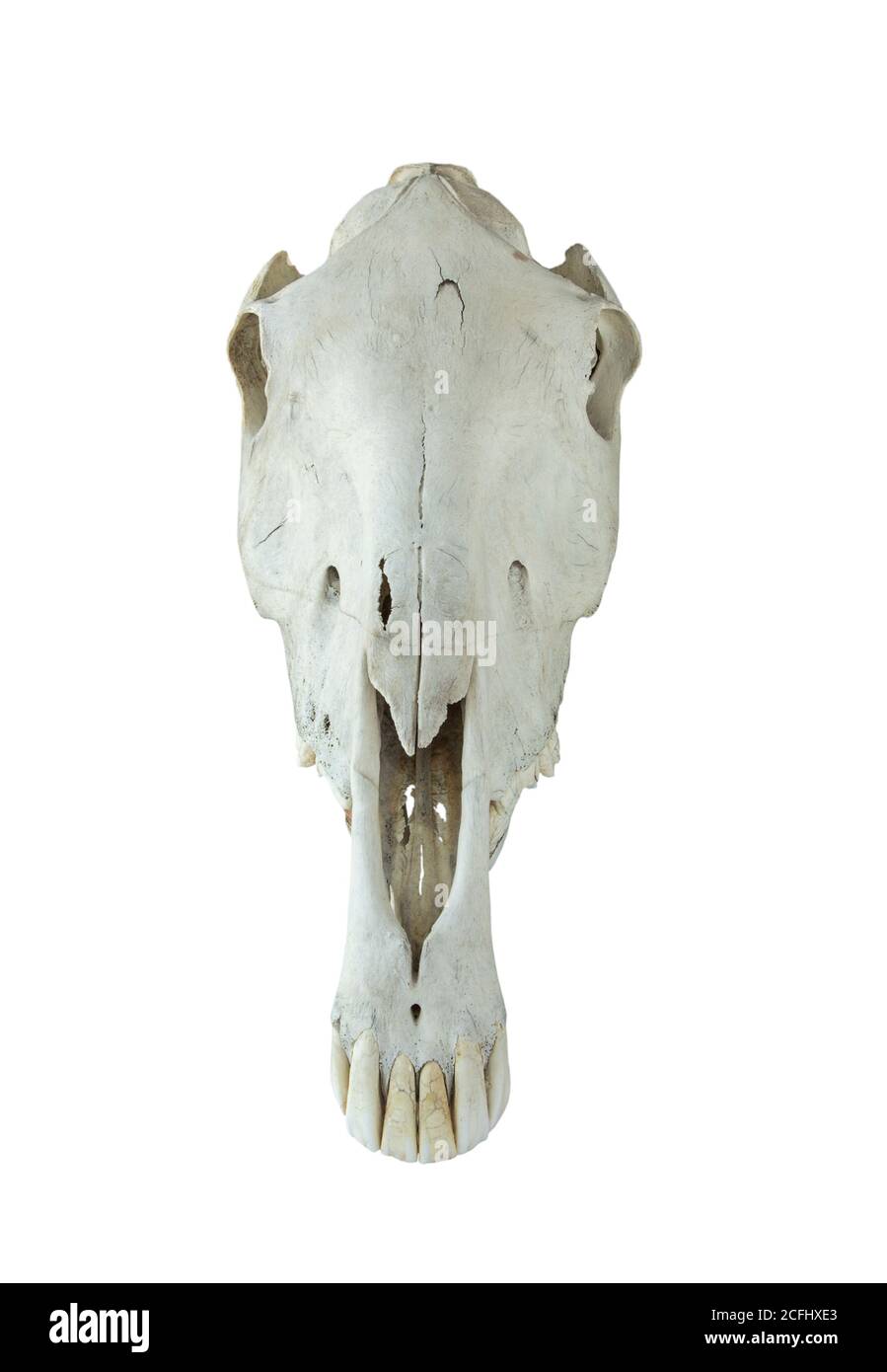 grande cranio a cavallo isolato su sfondo bianco Foto Stock