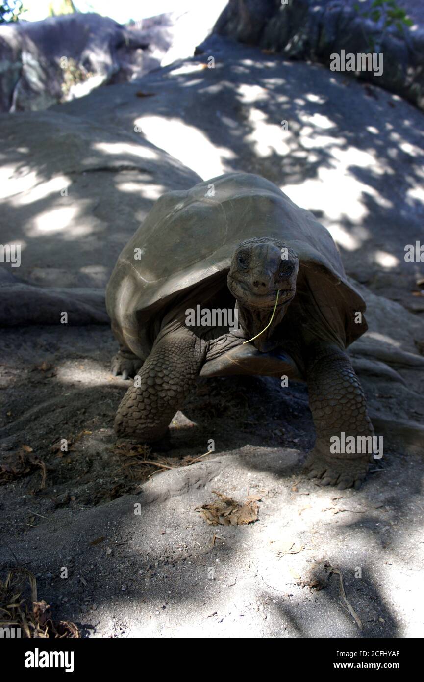 Tartaruga gigante dall'isola di Sechelles. Aldabrachelys gigantea. Ritratto gigantesca tartaruga Aldabra dalle isole dell'Atollo di Aldabra. Sorriso divertente tartaruga. Foto Stock