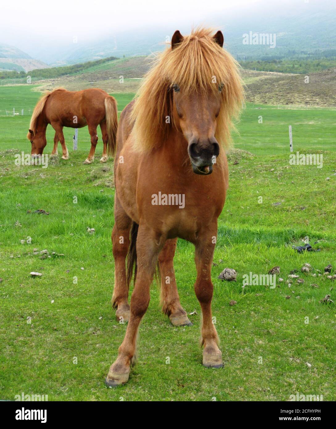 Closeup di cavalli islandesi rossastri. Cavallo di stregone con creme spesse e lunghi pangs sul pascolo in Islanda. Equus ferus caballus. Famosa razza a cinque gaited. Foto Stock Closeup di cavalli islandesi rossastri. Cavallo di stregone con creme spesse e lunghi pangs sul pascolo in Islanda. Equus ferus caballus. Famosa razza a cinque gaited. Foto Stock