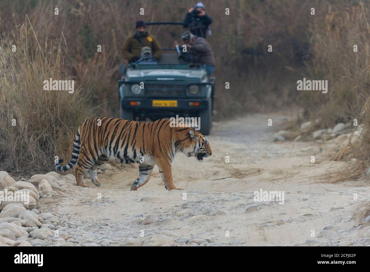 Documentario sulla fauna selvatica che filma una tigre del Bengala che attraversa il percorso del game drive in una mattinata invernale alla Corbett Tiger Reserve, Uttarakhand, India Foto Stock