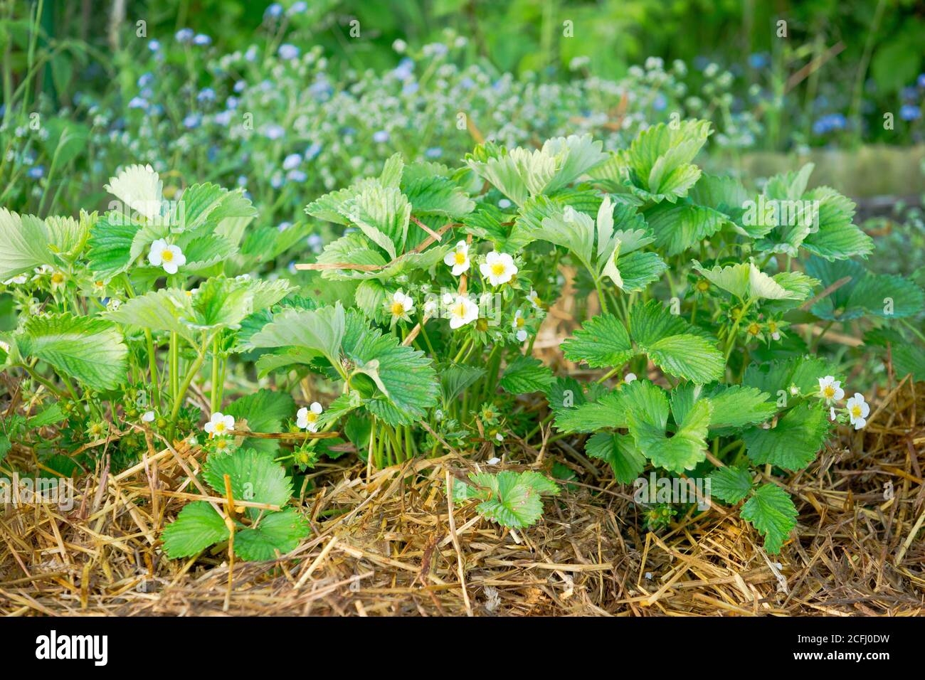 Primo piano di giovani piante di fragola con fiori di fragola su un giardino di verdure soleggiato patch con paglia Foto Stock