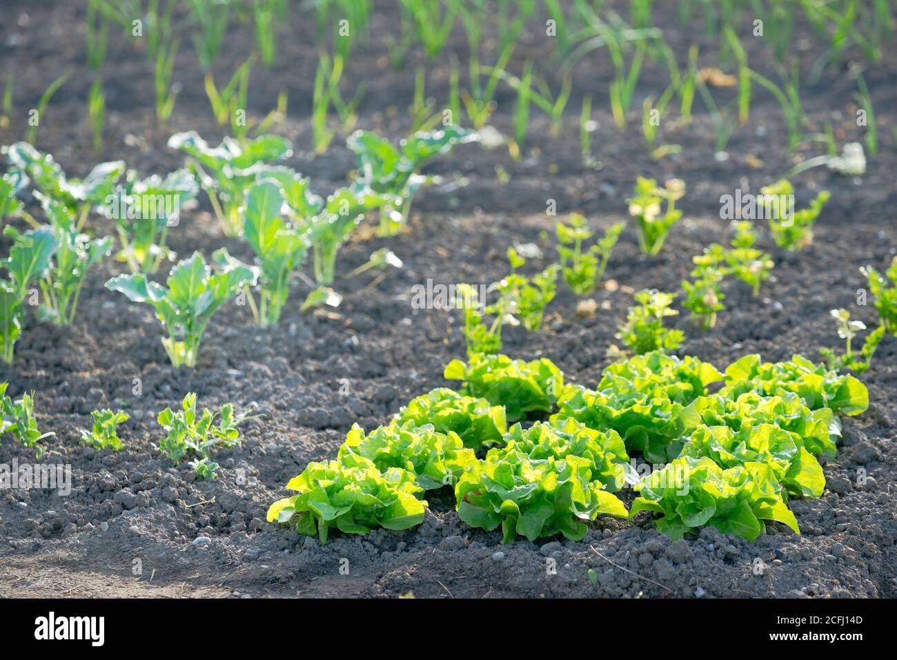 Cavolo e cipolla verde fresco e giovane lattucec su un prato di orto soleggiato. Foto Stock