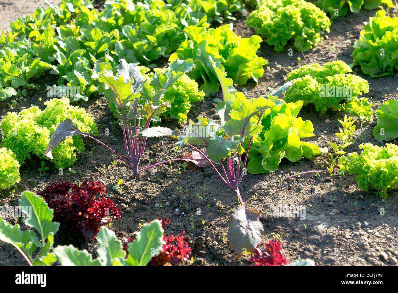 Lattuga fresca giovane verde e rossa e piante di kohlrabi rosso su una macchia di orto soleggiata. Vitamine sano biologico primavera coltivata in casa organico - Foto Stock