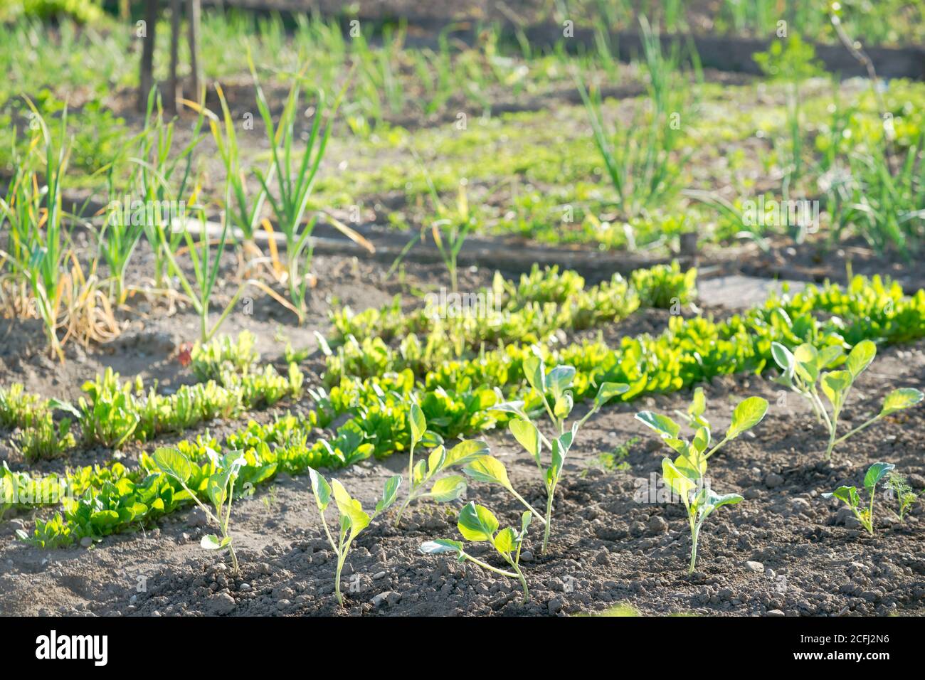 Giovani piante di kohlrabi con altre verdure sullo sfondo di una macchia soleggiata. Vitamine sano biologico di primavera coltivato in casa organico - stock image Foto Stock