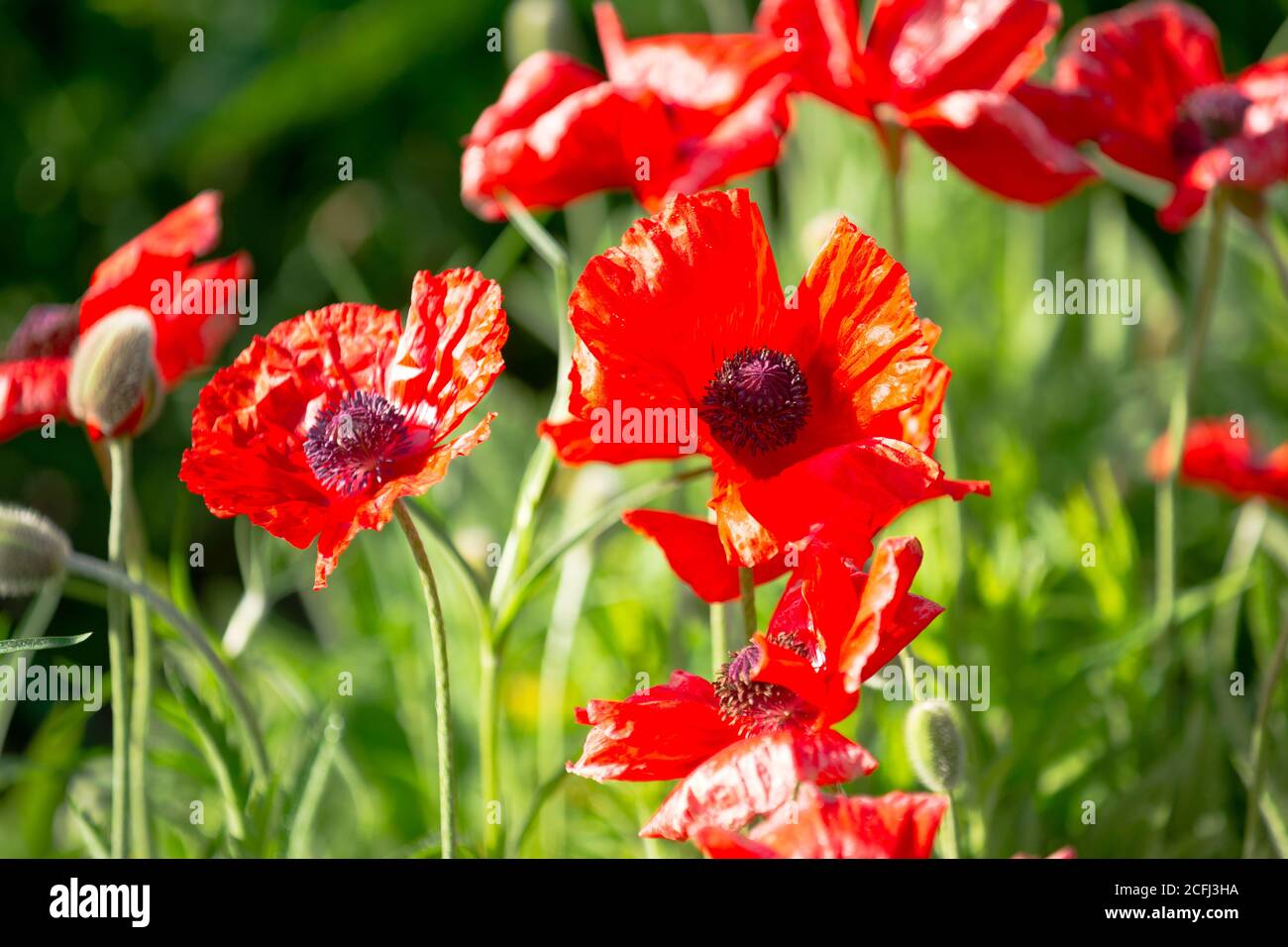 Il papavero singolo rosso brillante davanti ai gambi verdi dell'erba nel sole. Primavera estate fiori che fioriscono stagione fresca - stock Foto Stock