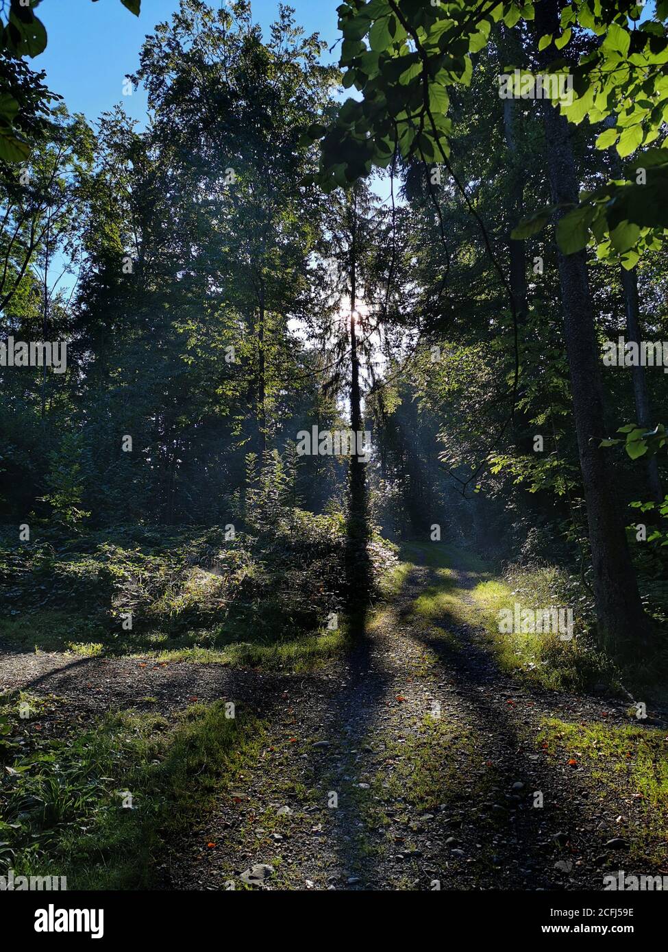 alba durante una giornata foggosa in una foresta con i raggi del sole. Foto Stock
