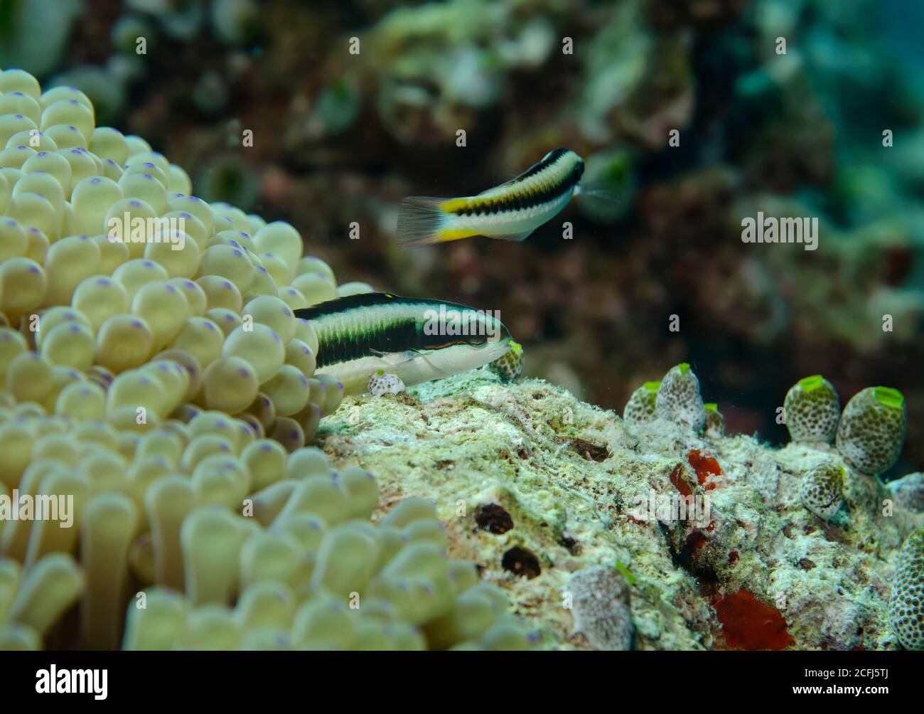 Wrasse a due toni, Thalassoma amblycephalum, sulla barriera corallina dell'isola di Bathala, Maldive Foto Stock