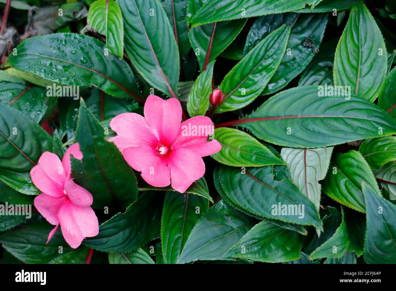 Bella fioritura rosa di impaziens walleriana Foto Stock