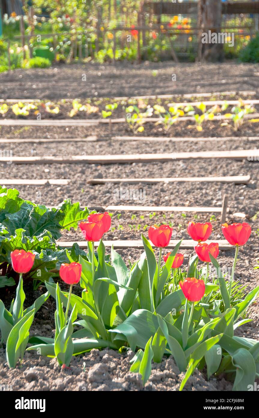 Tulipani rossi splendenti in un orto preparato quasi ancora vuoto al sole primaverile. Vitamine sano biologico casalingo primavera biologica - st Foto Stock