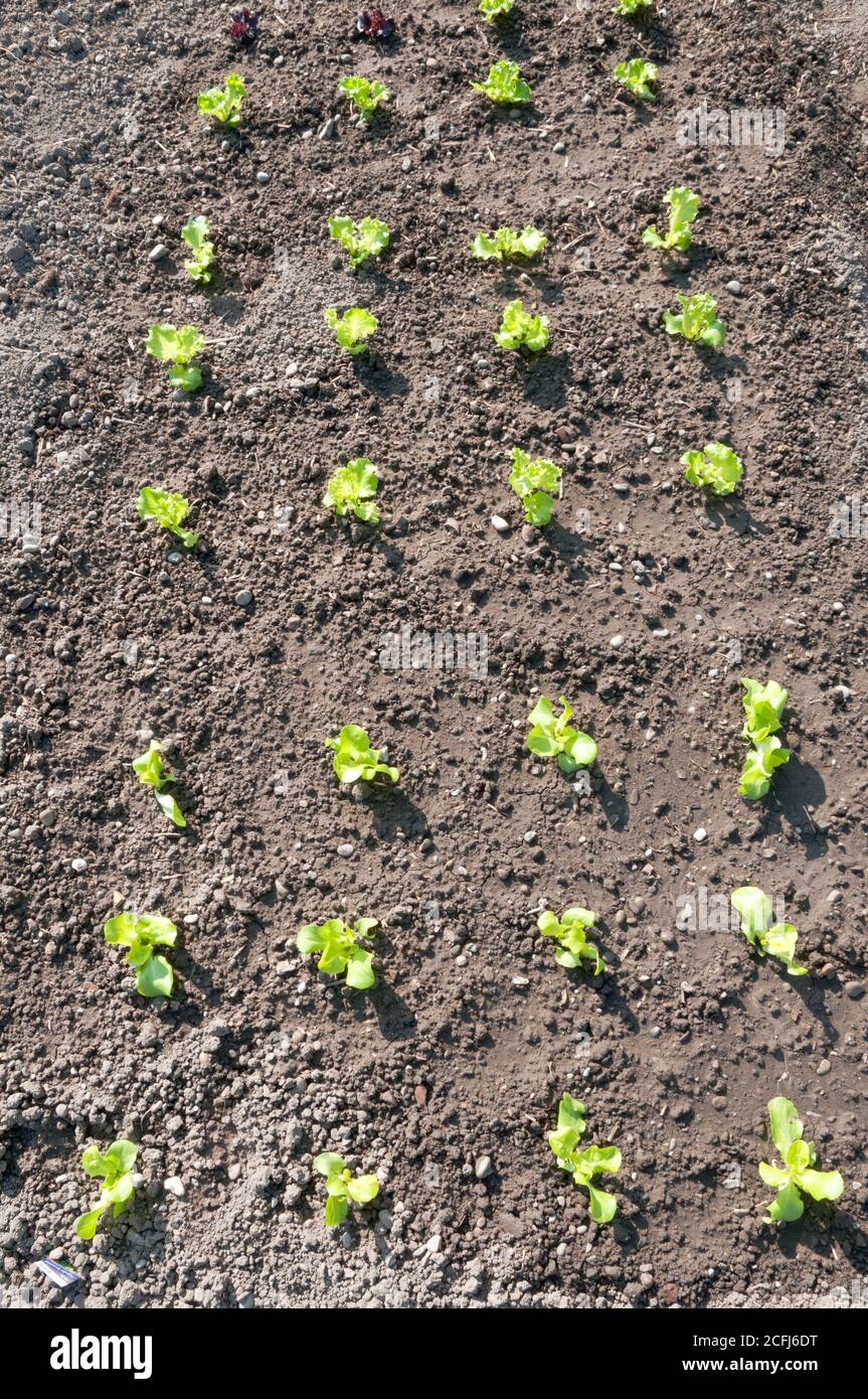 Piccole piante di lattuga in un orto - vitamine sane biologico primavera homegrown organico - immagine stock Foto Stock